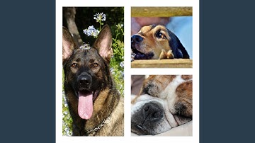 Pulsating Moods for Dogs and Babies