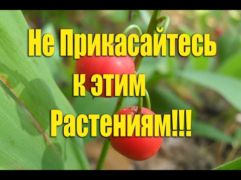 5 Самых опасных растений России - вы обязаны это знать!