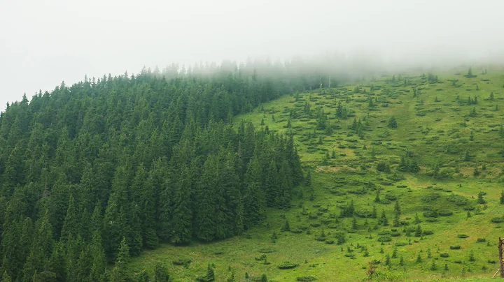 white clouds fly over a pine forest and a valley w...