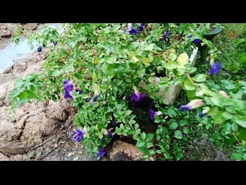 Video: Hoa Không Cuống Lobelia