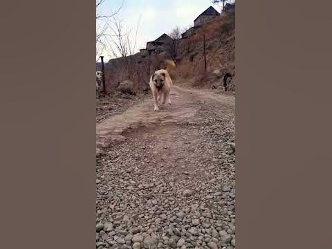 волкадав 6 м. - YouTube