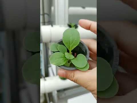 keren ga usah repot repot semai lagi .. bisa langsung order ditoko 18 hidroponik dan Request 😍🌱