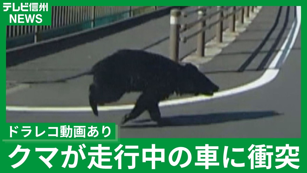 Dashcam footage available] Bear collides with moving car; bear