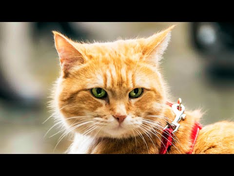 Рождество кота Боба – Русский трейлер