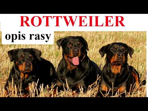 Wideo: Rasa Rottweiler Hipoalergiczna, Zdrowie I Długość życia