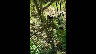 Download Lagu burung madu pikat super jinak #shorts #suaraburung #masteranburung #kicaumania #gacor #viral MP3