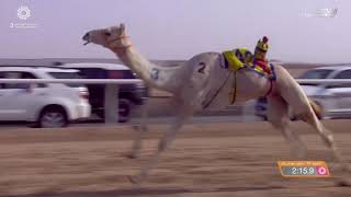 ش10 سباق المفاريد (عام) مهرجان ولي العهد بالمملكة العربية السعودية 10-8-2021ص