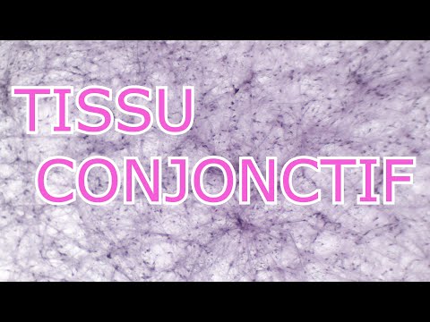 HISTOLOGIE - TISSU CONJONCTIF /  COURS DÉTAILLÉ