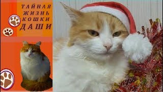 СТИХ НА НОВЫЙ ГОД 2019. Поздравление с Новым 2019 годом от кошки Даши СТИХ НА НОВЫЙ ГОД 2019. Поздравление с Новым 2019 годом от кошки Даши