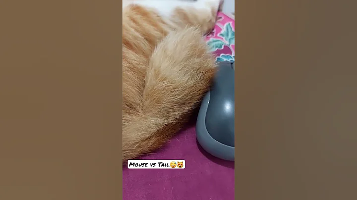 Kucing Lucu #short #fyp #viral #trending #videos #video #tiktok #ytshorts #kucing #cat #funny #cats