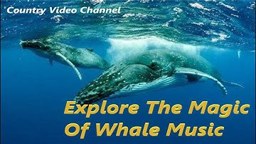 The Secret Language Of Whales