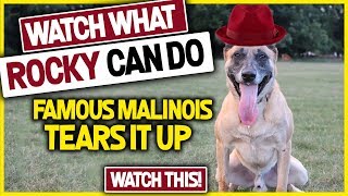 Watch One of The Best Dog You've Ever Seen-Super Malinois by MasterPaw 5,680 views 5 years ago 4 minutes, 24 seconds