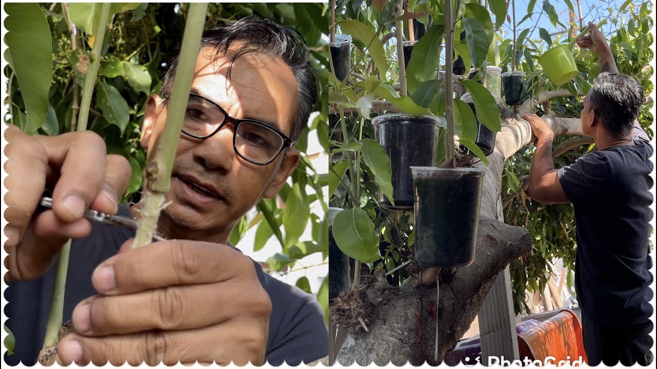 Air Layed Java Plum.    បងGeneral ផ្សាំមែកព្រីង