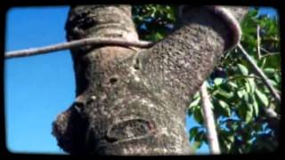 Arboles Y Poda By Magisto