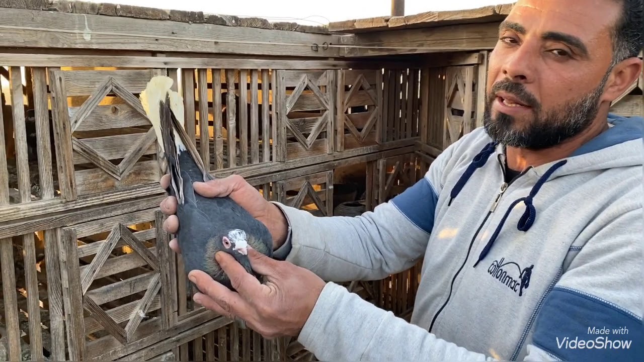 نش التماسي واحلي فرجه حمام من اعلي غيه في طنطا (الجزء الأول)