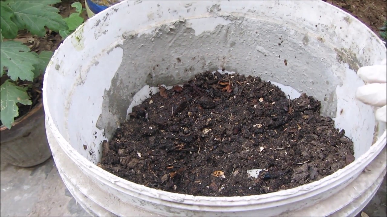 How To Make Cow Dung Compost Amazing Fertilizer Urdu Hindi