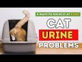 Cat Urine Problems: 5 Ways To Solve It At Home