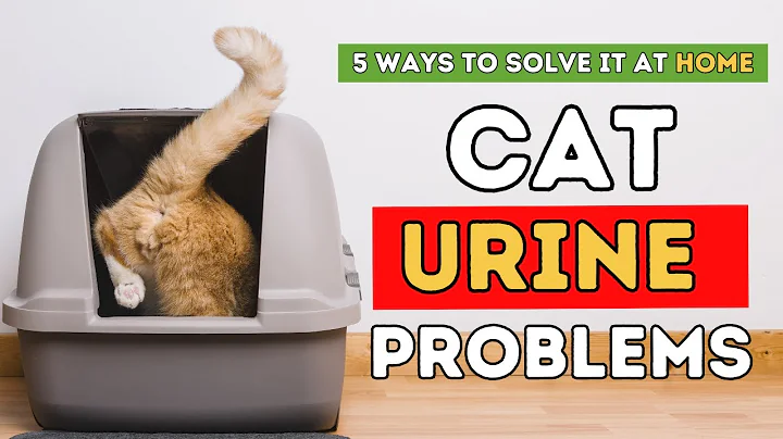 Cat Urine Problems: 5 Ways To Solve It At Home - DayDayNews