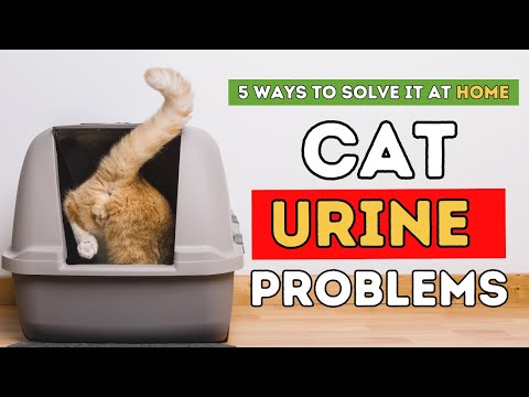 cat-urine-problems:-5-ways-to-solve-it-at-home