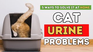 Cat Urine Problems: 5 Ways To Solve It At Home