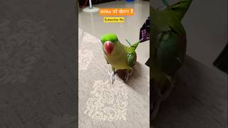 Mithu को खेलना है #talkingparot #parrot #lovebird #funny #comedy #birds #birdfreaks #indianbirds