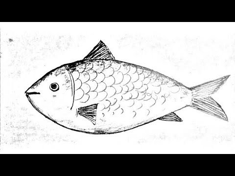 Black Pencils Sketch Fish