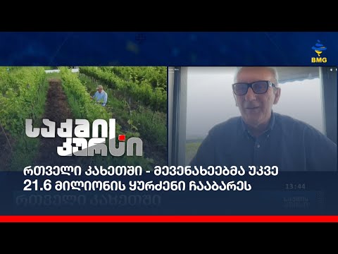 რთველი კახეთში - მევენახეებმა უკვე 21.6 მილიონის ყურძენი ჩააბარეს