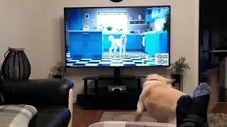 Flash Advert Vs Labrador