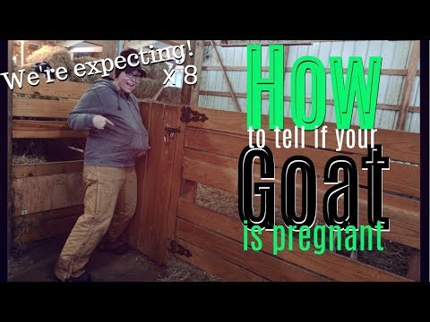 how-to-tell-if-my-goat-is-pregnant---ultrasounding-goats