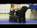 EuroDogShow 2017 РЧТ Кобели Чемпионы