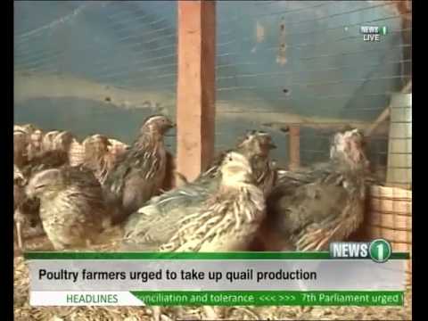 Poultry Farmers Urged To Take Up Quail Birds Production In Northern Ghana 16