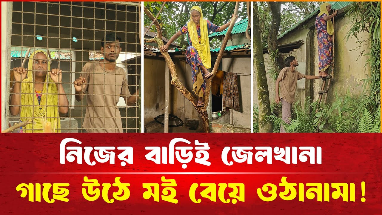 জমিতে বেড়া দেওয়ায় মই বেয়ে গাছে উঠে উঠানামা করতে হয় বৃদ্ধা মায়ের!| দেশেরপত্র | Desherpotro