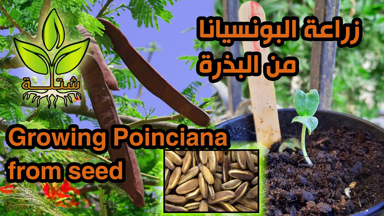 زراعة البونسيانا من البذرة في المنزل Growing Royal Poinciana from seed at home YouTube