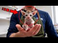 Мужчина думал, что нашёл обычного котёнка, но его ждал неожиданный сюрприз!