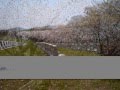 Cemburu Di Antara Sakura Padang Salju