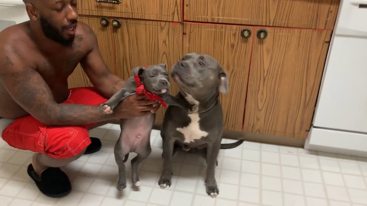 ⁣First time Feeding my 8wk Old American Bully