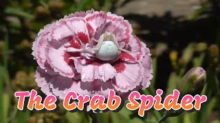 Crab spider 22nd June 2022