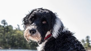 Discovering the Amazing Talents of Portuguese Water Dogs in Water Sports Competitions