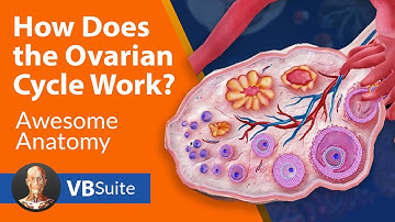 How Does the Ovarian Cycle Work?