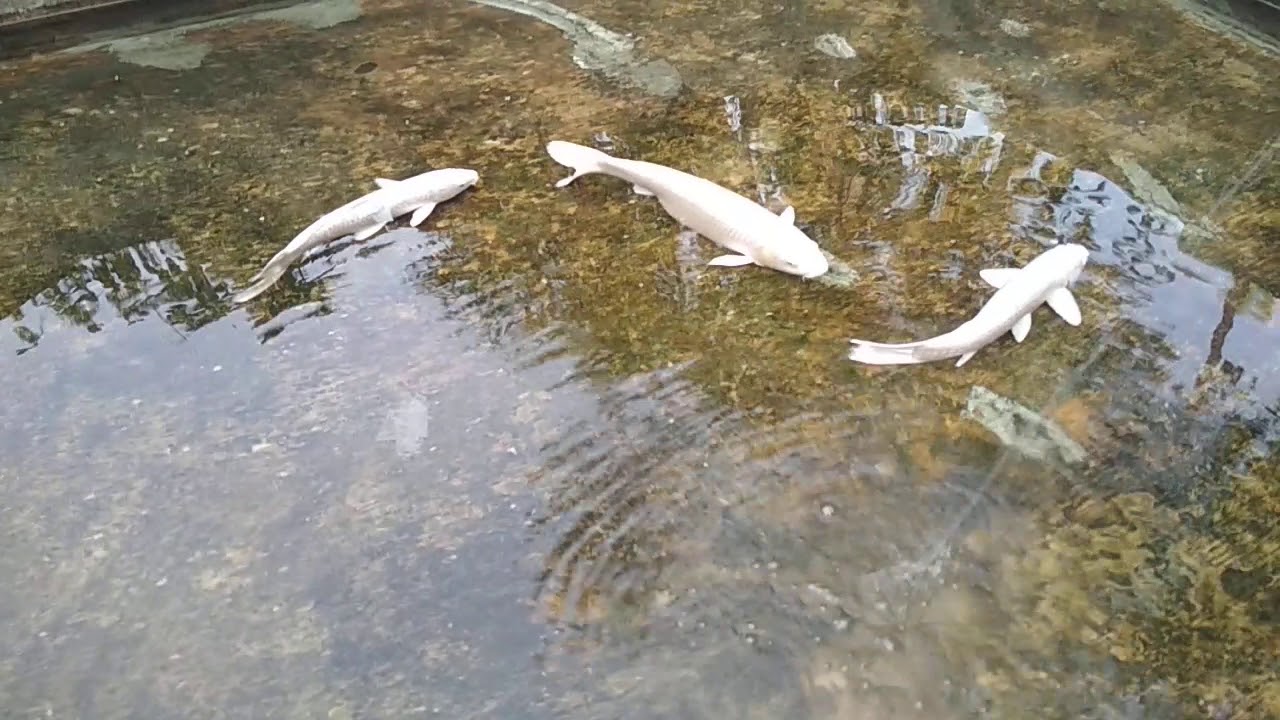  Ikan  koi  platinum cara mudah pemijahan ikan koi  YouTube