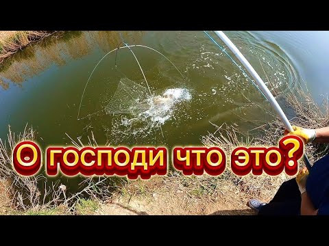 Видео: Огромные сазаны караси весь паук погнули не мог поднять. Супер рыбалка на паук подъемник.  #fishing