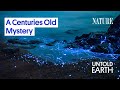 Bioluminescence Exploration Quiz