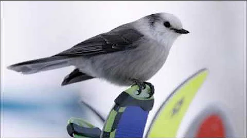 Canada's new national bird is the gray jay