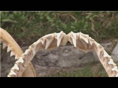 Marine Life : How Many Teeth Do Sharks Have?