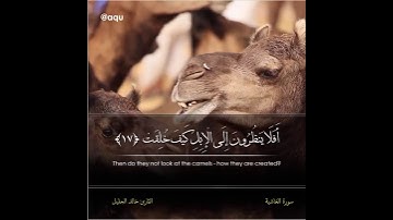 "أفلا ينظرون إلى الإبل كيف خلقت" ماتيسر من سورة الغاشية||الشيخ خالد الجليل