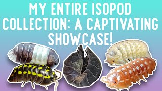 Isopod Keeper's Showcase: Discover My Incredible Isopod Collection!
