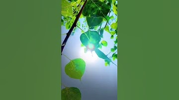 سوره ياسين