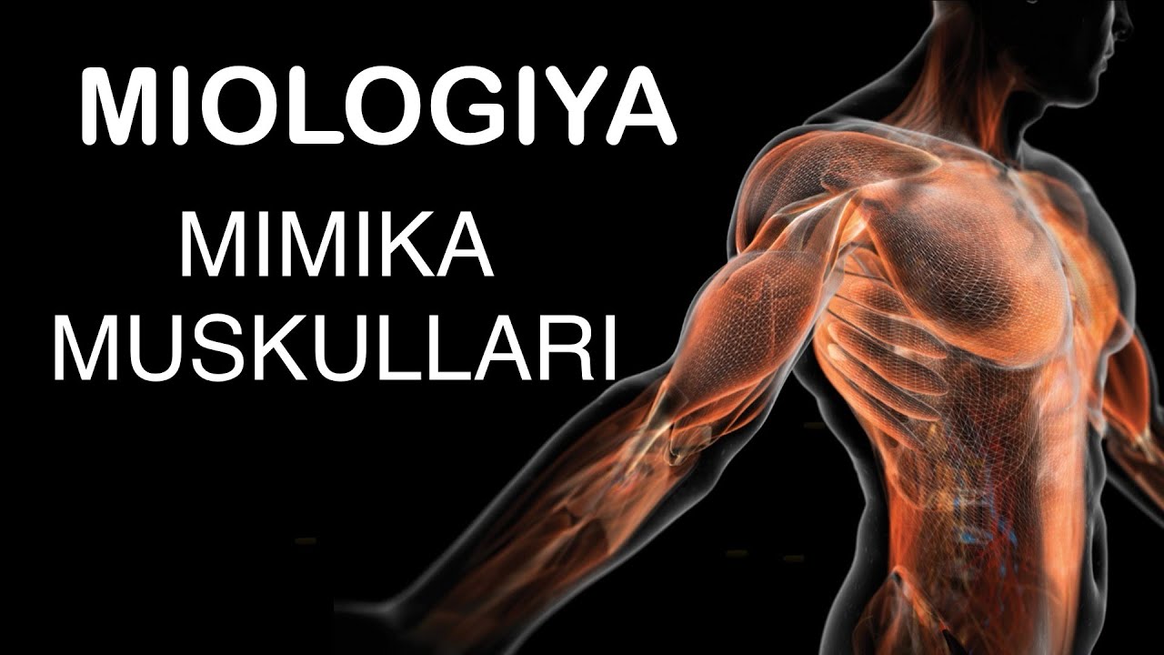 Mimika muskullari | Мимика мускуллари