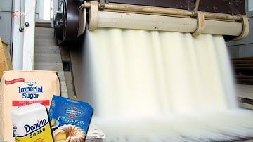 How SUGAR is Made from BEETS? Amazing Sugar Making Process!