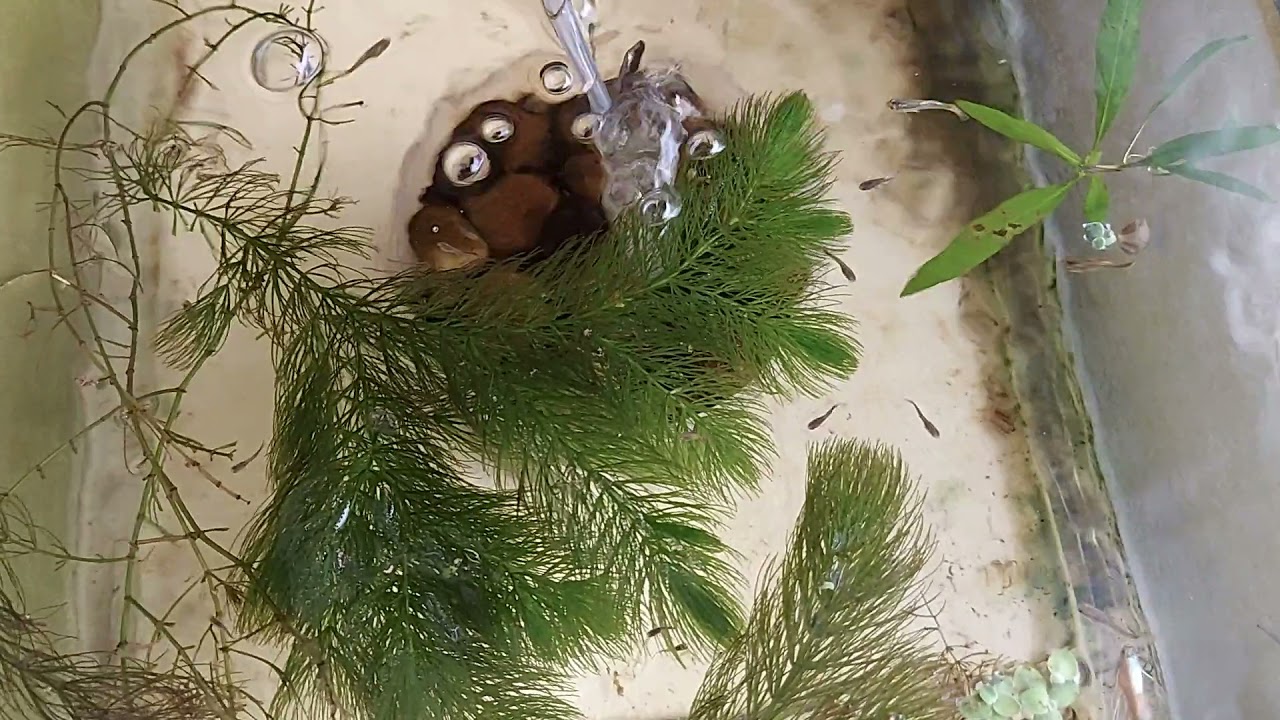 Project Guppy Full Gold Thailand Kualitas Super